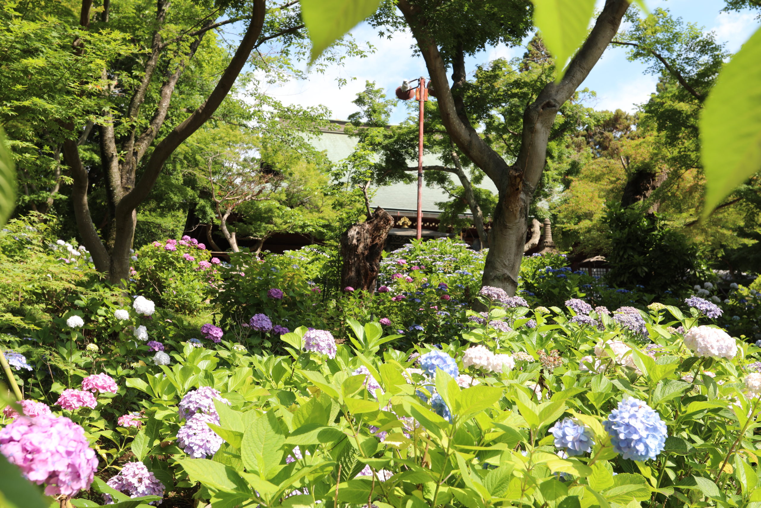 本土寺のアジサイ