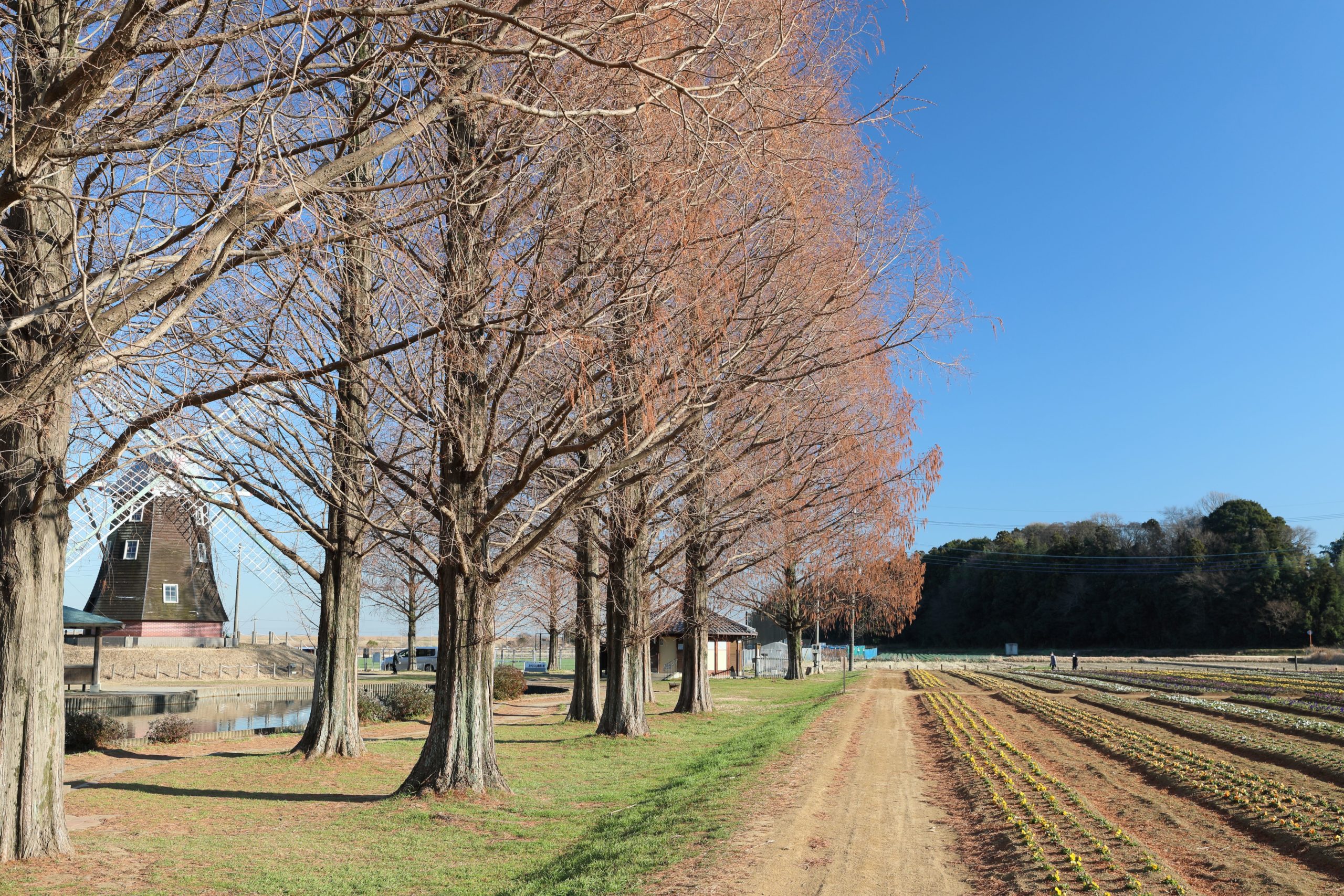 枯れたメタセコイヤ