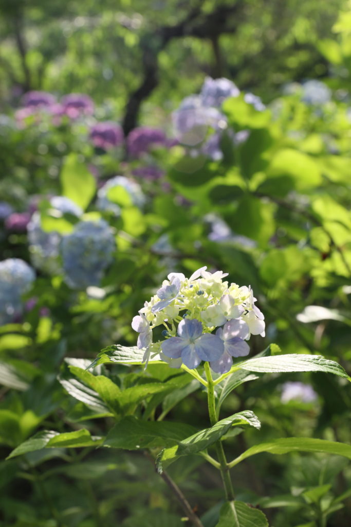 アジサイ
