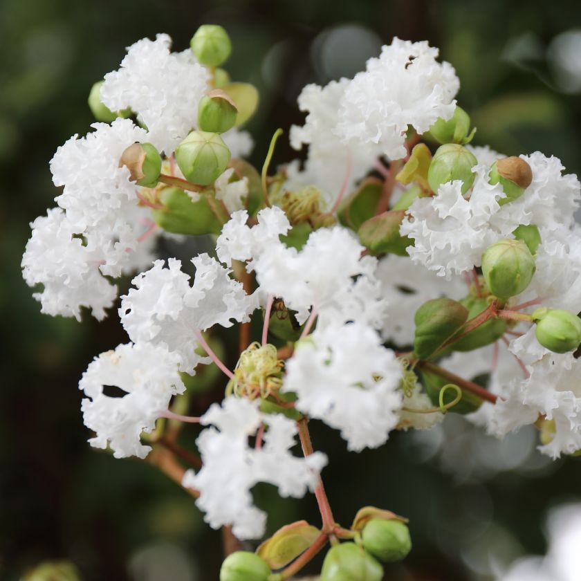 サルスベリの花