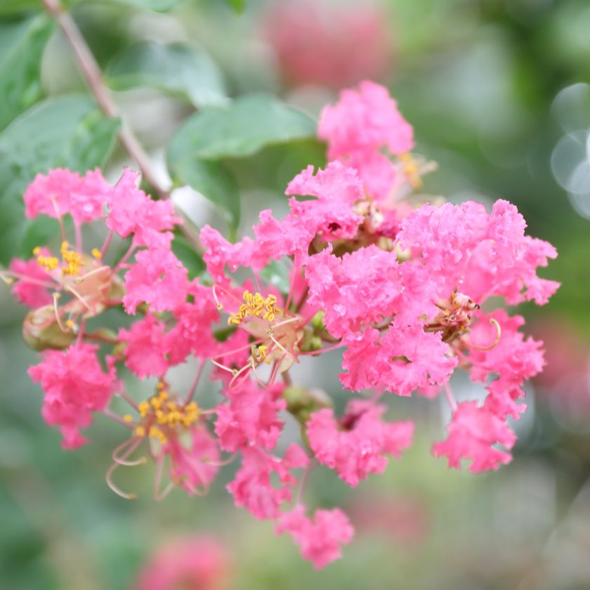 サルスベリの花