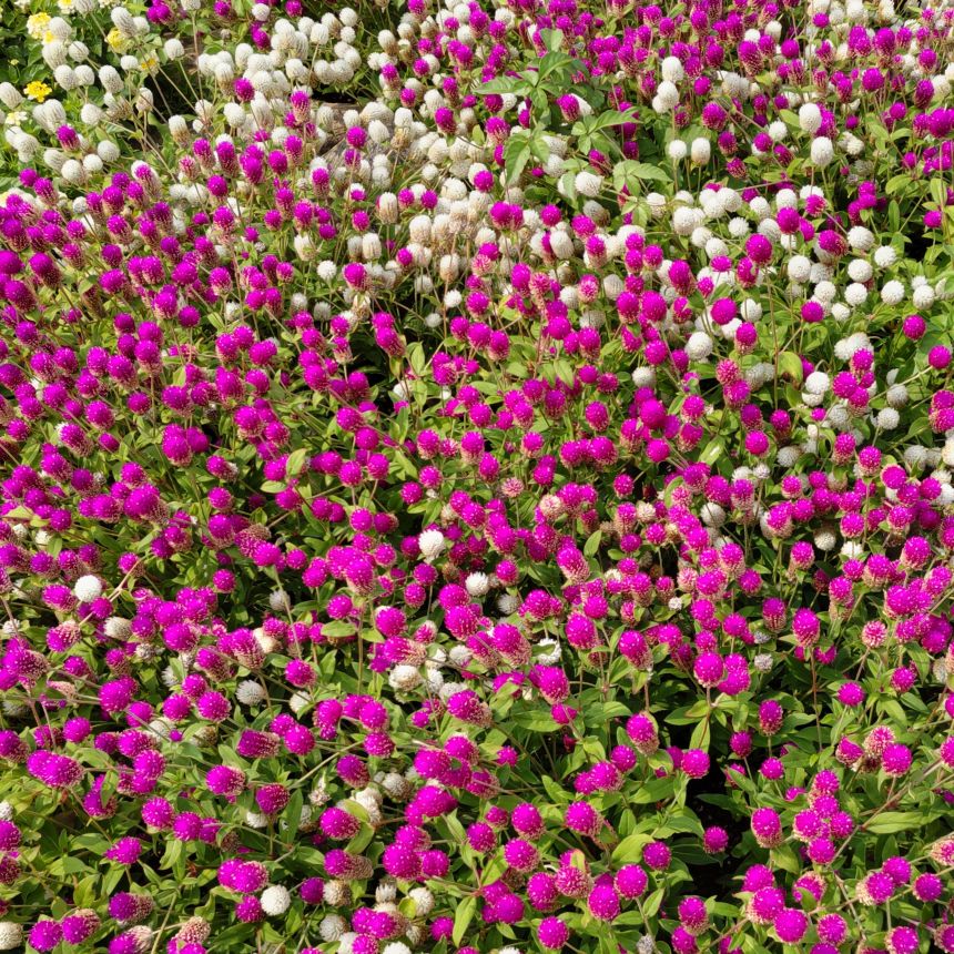 アンゼルセン公園