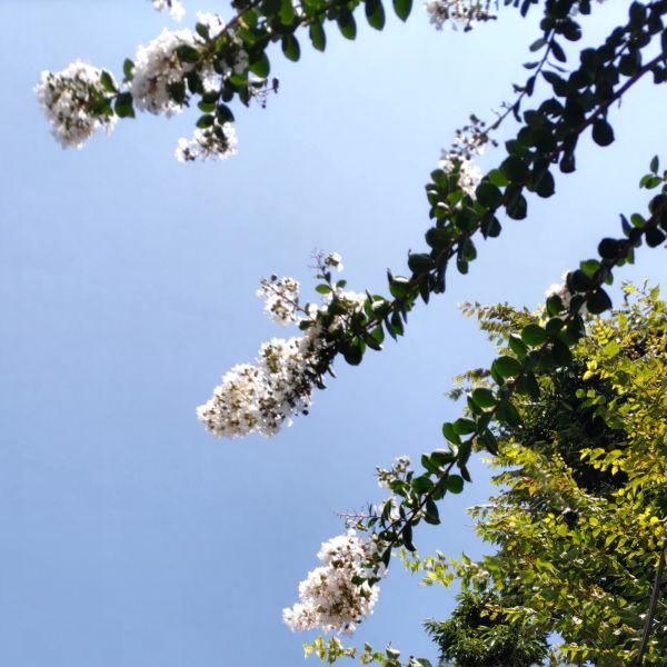 サルスベリの花