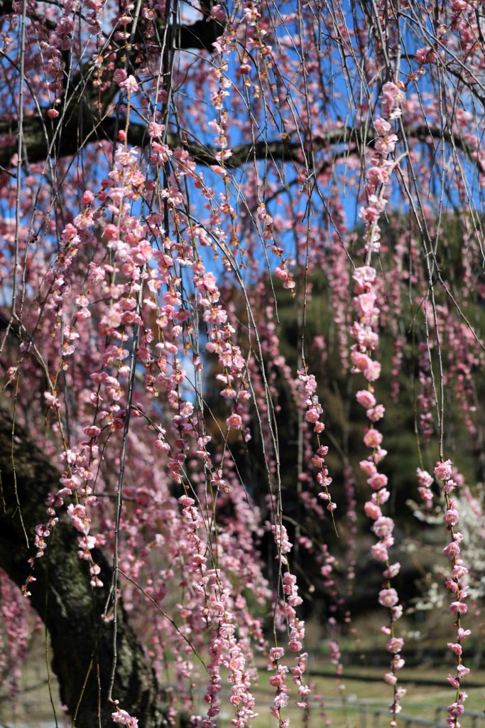 本土寺の梅