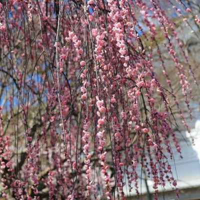 本土寺の梅