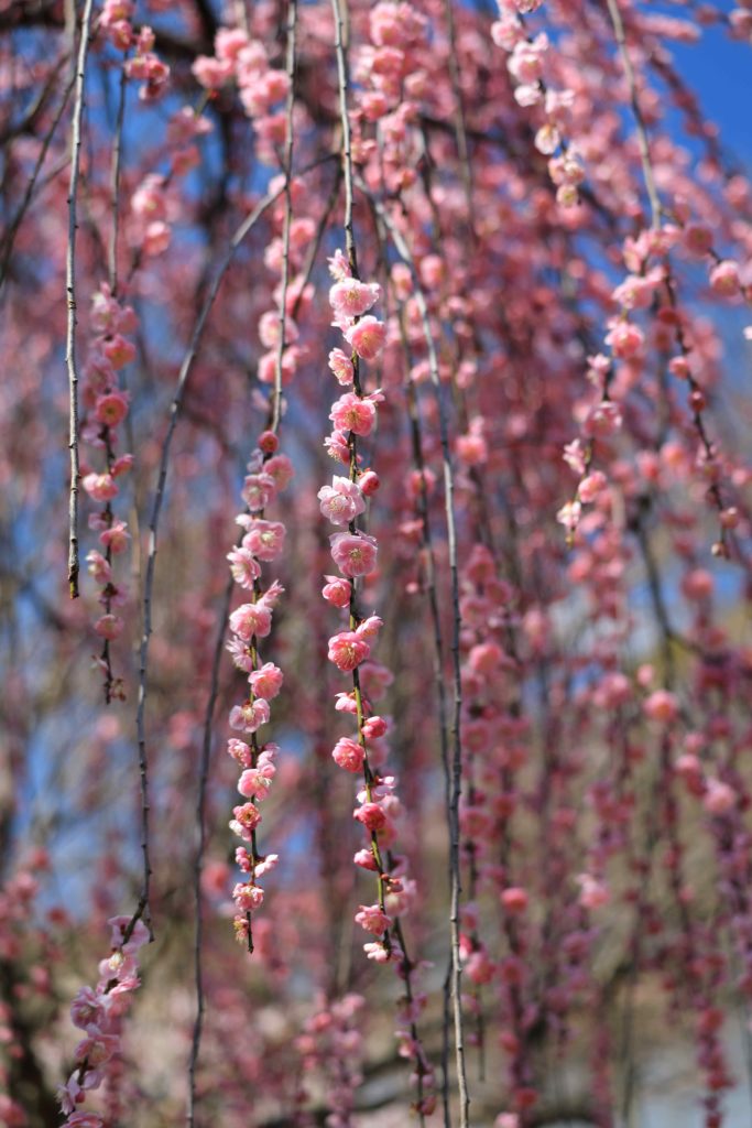 本土寺の梅