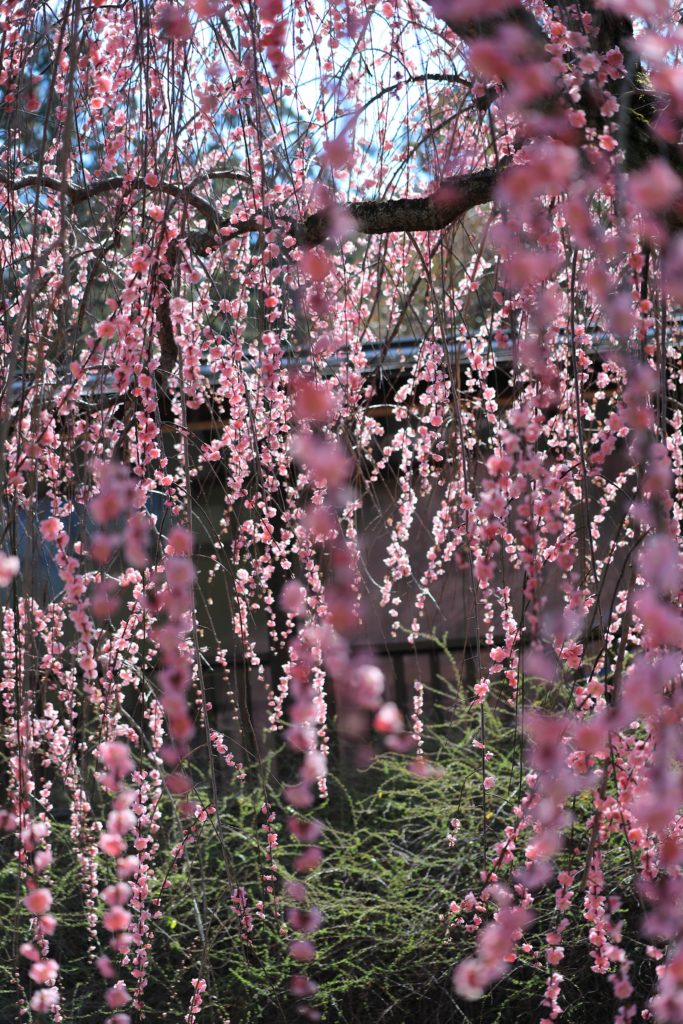 本土寺の梅
