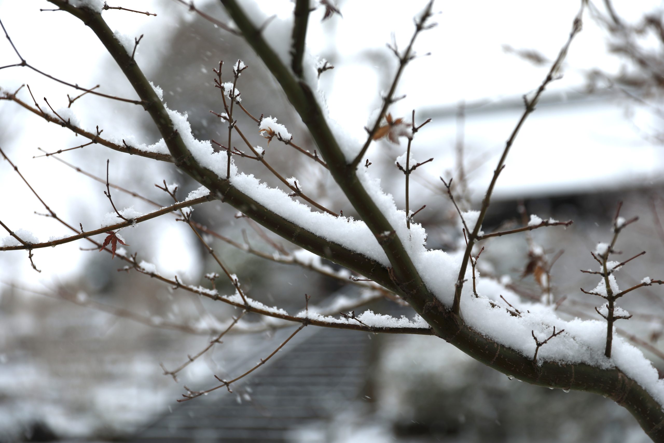 雪の本土寺