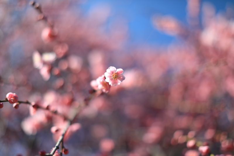 本土寺の梅
