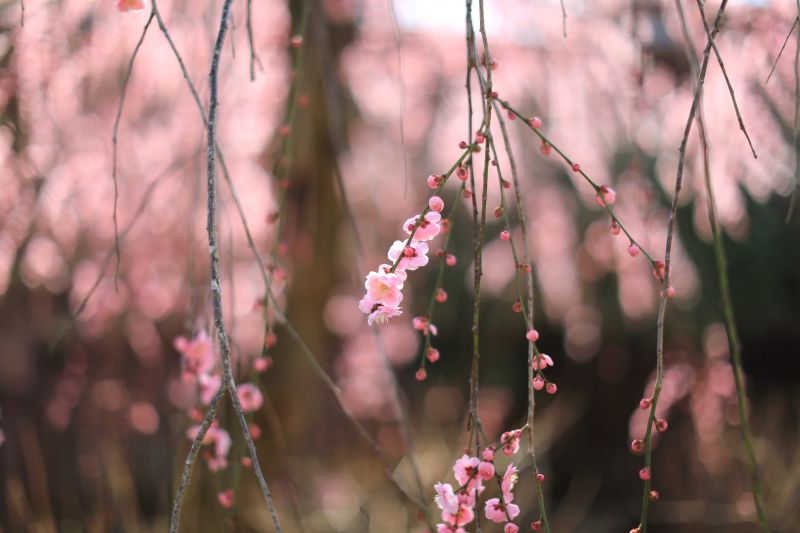 本土寺の梅