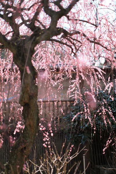 本土寺の梅