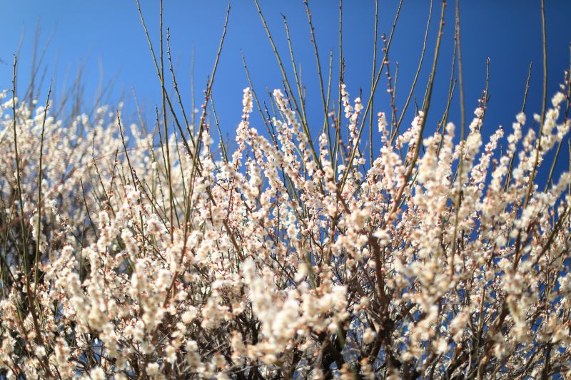本土寺の梅