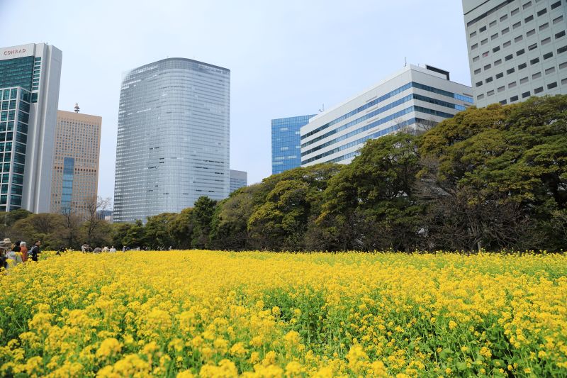 浜離宮恩賜庭園　お花畑　ソメイヨシノはまだつぼみ　今は菜の花が最高です