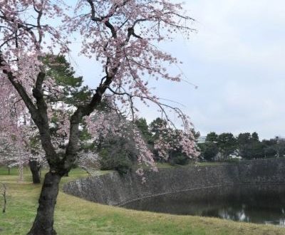 皇居　桜　坂下門　乾通り　乾門　枝垂れ桜