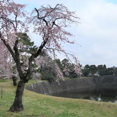 皇居　桜　坂下門　乾通り　乾門　枝垂れ桜